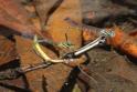 J19_3281 Austroagrion watsoni ovip.JPG